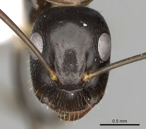 Camponotus jaliensis specimen CASENT0906065 image casent0906065_2