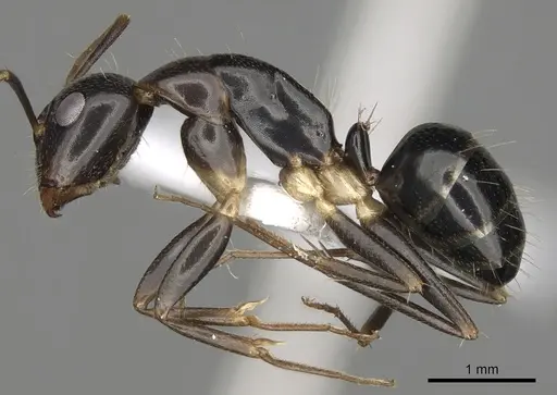 Camponotus jaliensis specimen CASENT0906065 image casent0906065_3