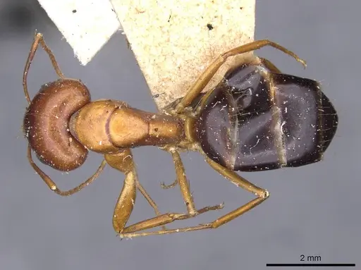 Camponotus jaliensis specimen CASENT0910192 image casent0910192_1