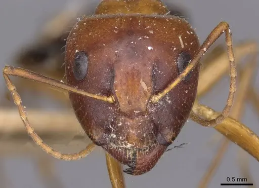 Camponotus jaliensis specimen CASENT0910192 image casent0910192_2