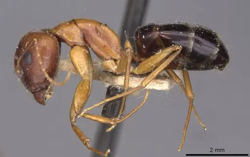 Camponotus jaliensis specimen CASENT0910192 image casent0910192_3