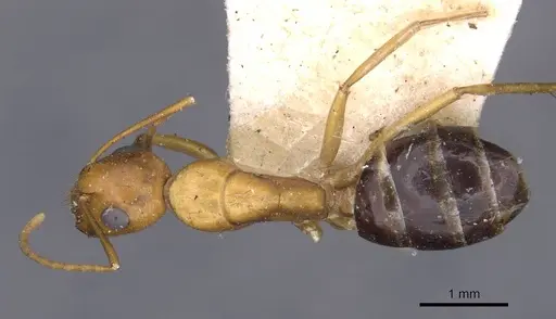 Camponotus jaliensis specimen CASENT0910193 image casent0910193_1