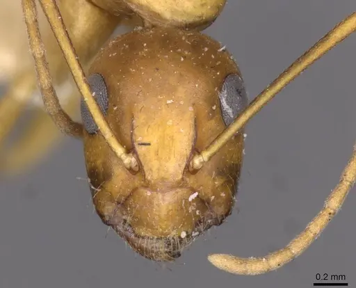 Camponotus jaliensis specimen CASENT0910193 image casent0910193_2