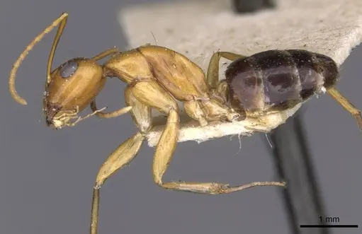 Camponotus jaliensis specimen CASENT0910193 image casent0910193_3