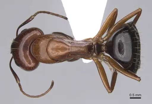 Camponotus jaliensis specimen CASENT0914271 image casent0914271_1
