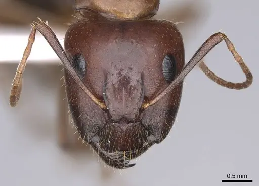 Camponotus jaliensis specimen CASENT0914271 image casent0914271_2