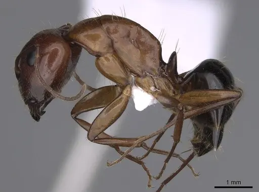 Camponotus jaliensis specimen CASENT0914271 image casent0914271_3