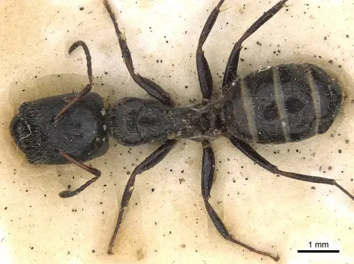 Camponotus janeti specimen CASENT0906940 image casent0906940_1