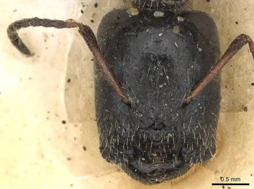 Camponotus janeti specimen CASENT0906940 image casent0906940_2