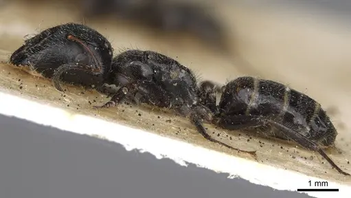 Camponotus janeti specimen CASENT0906940 image casent0906940_3