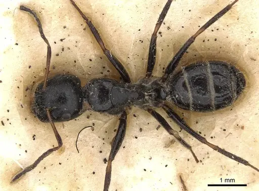 Camponotus janeti specimen CASENT0906941 image casent0906941_1