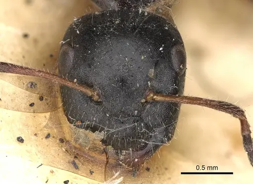 Camponotus janeti specimen CASENT0906941 image casent0906941_2