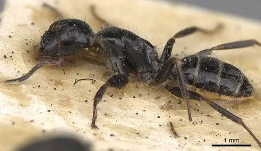 Camponotus janeti specimen CASENT0906941 image casent0906941_3