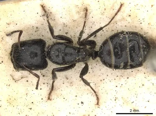 Camponotus janeti specimen CASENT0910518 image casent0910518_1