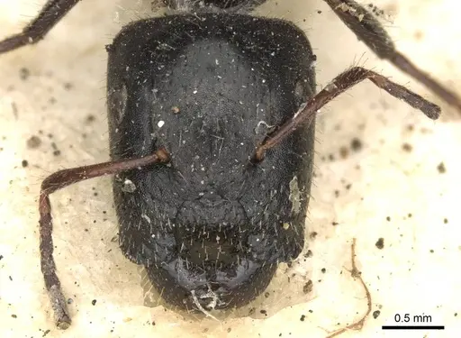 Camponotus janeti specimen CASENT0910518 image casent0910518_2