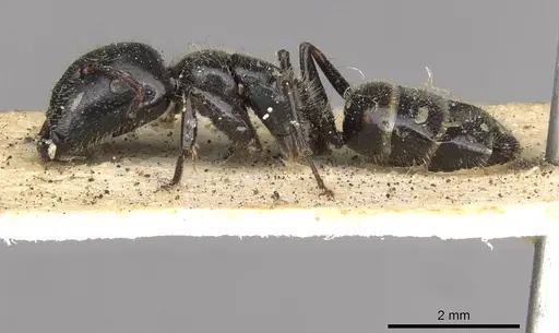 Camponotus janeti specimen CASENT0910518 image casent0910518_3