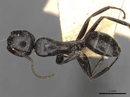 Camponotus janeti specimen CASENT0910519 image casent0910519_1