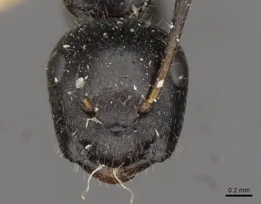 Camponotus janeti specimen CASENT0910519 image casent0910519_2