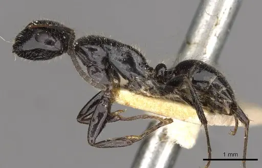 Camponotus janeti specimen CASENT0910519 image casent0910519_3