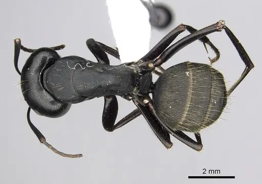 Camponotus japonicus specimen CASENT0249983 image casent0249983_1