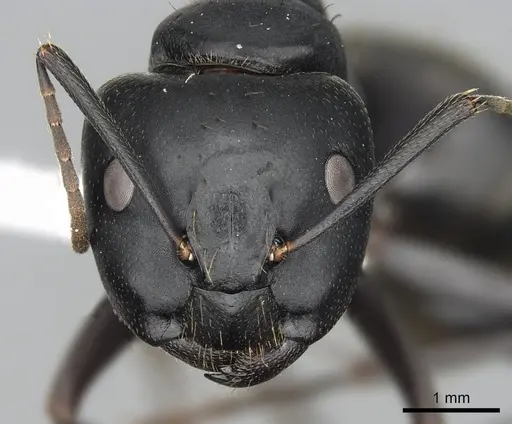 Camponotus japonicus specimen CASENT0249983 image casent0249983_2