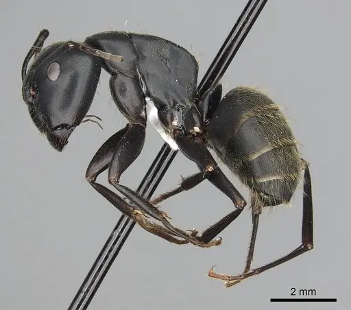 Camponotus japonicus specimen CASENT0249983 image casent0249983_3