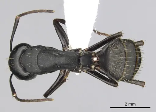 Camponotus japonicus specimen CASENT0249984 image casent0249984_1
