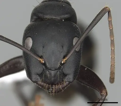 Camponotus japonicus specimen CASENT0249984 image casent0249984_2