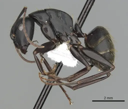 Camponotus japonicus specimen CASENT0249984 image casent0249984_3