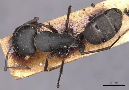 Camponotus japonicus specimen CASENT0905190 image casent0905190_1