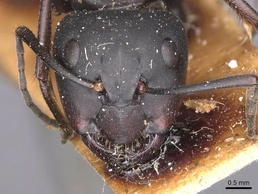 Camponotus japonicus specimen CASENT0905190 image casent0905190_2