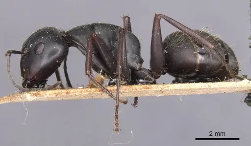 Camponotus japonicus specimen CASENT0905190 image casent0905190_3