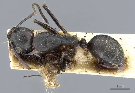 Camponotus japonicus specimen CASENT0905191 image casent0905191_1
