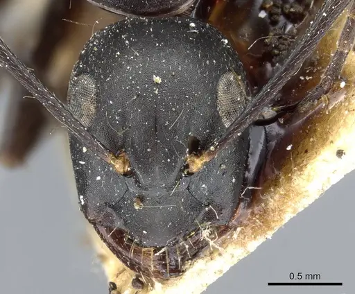 Camponotus japonicus specimen CASENT0905191 image casent0905191_2