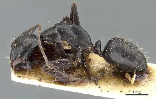 Camponotus japonicus specimen CASENT0905191 image casent0905191_3