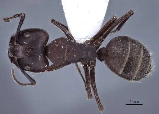 Camponotus japonicus specimen CASENT0916763 image casent0916763_1