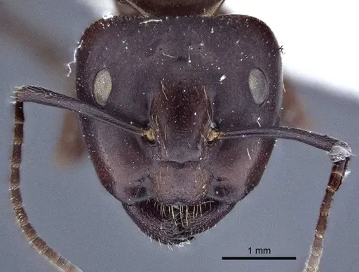Camponotus japonicus specimen CASENT0916763 image casent0916763_2