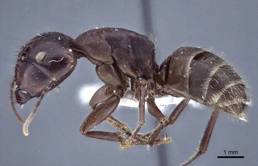 Camponotus japonicus specimen CASENT0916763 image casent0916763_3