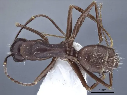 Camponotus japonicus specimen CASENT0916764 image casent0916764_1