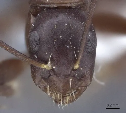 Camponotus japonicus specimen CASENT0916764 image casent0916764_2