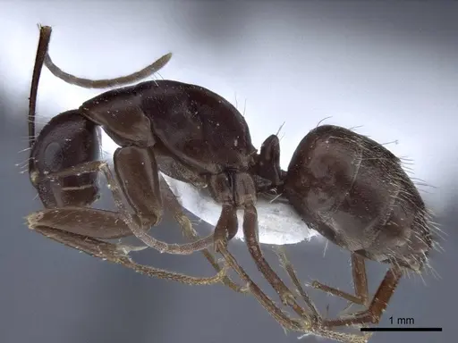 Camponotus japonicus specimen CASENT0916764 image casent0916764_3