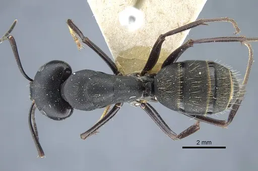 Camponotus japonicus specimen CASENT0917145 image casent0917145_1