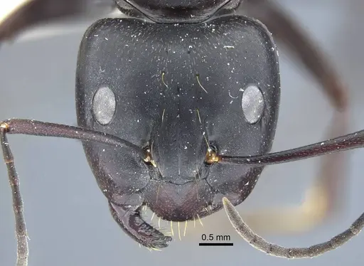 Camponotus japonicus specimen CASENT0917145 image casent0917145_2