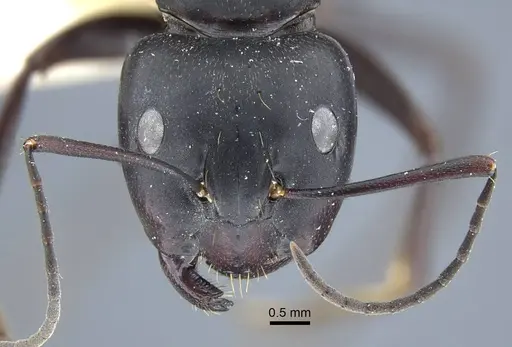 Camponotus japonicus specimen CASENT0917145 image casent0917145_3