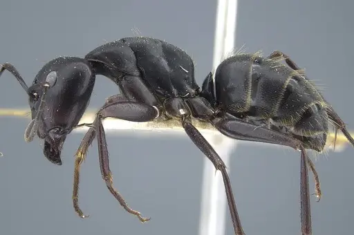 Camponotus japonicus specimen CASENT0917145 image casent0917145_4