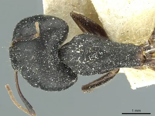 Camponotus jeanneli specimen CASENT0911648 image casent0911648_1