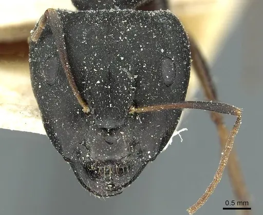 Camponotus jeanneli specimen CASENT0911648 image casent0911648_2