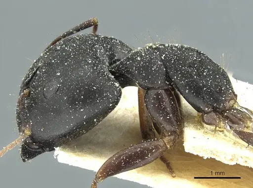 Camponotus jeanneli specimen CASENT0911648 image casent0911648_3