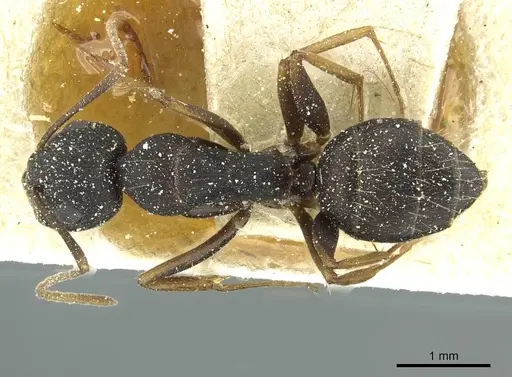 Camponotus jeanneli specimen CASENT0911649 image casent0911649_1