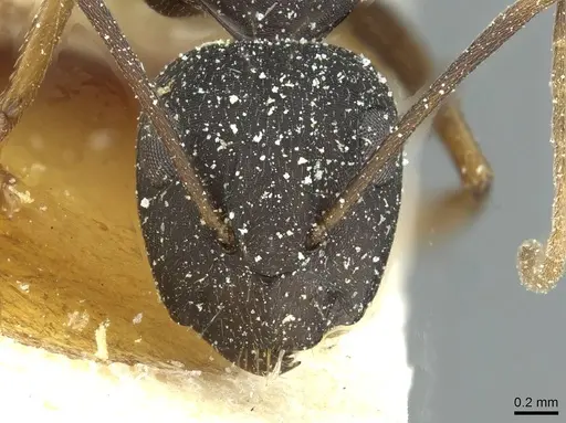 Camponotus jeanneli specimen CASENT0911649 image casent0911649_2